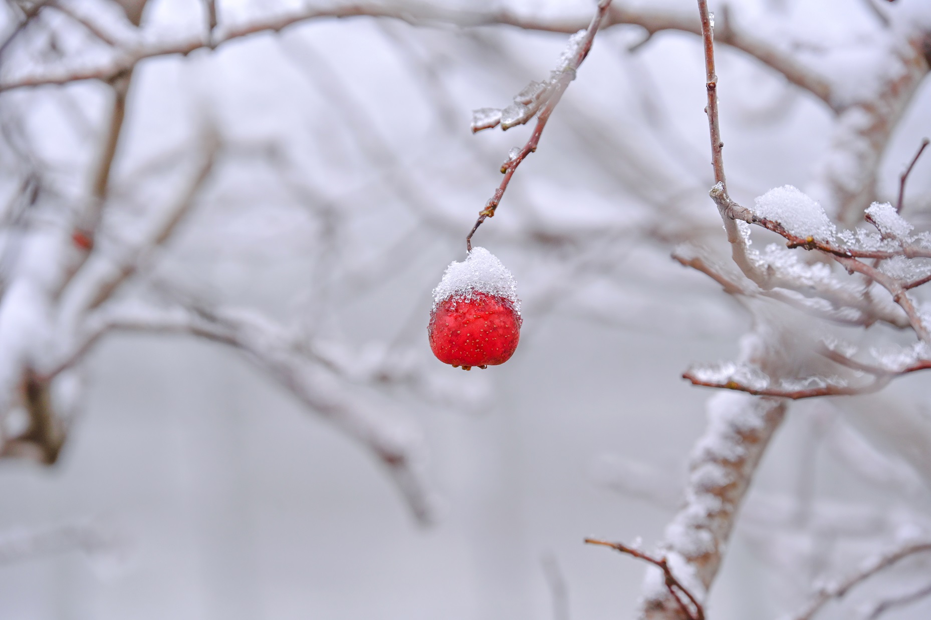 人間又落一場(chǎng)新雪